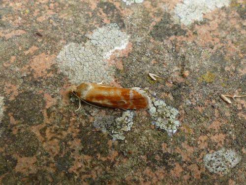 Rhyacionia buoliana